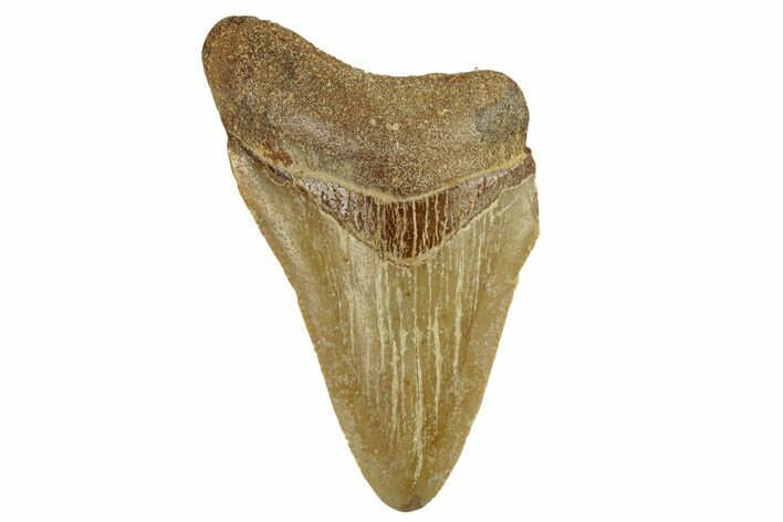 Juvenile Fossil Megalodon Tooth From Angola - Unusual Location #258583